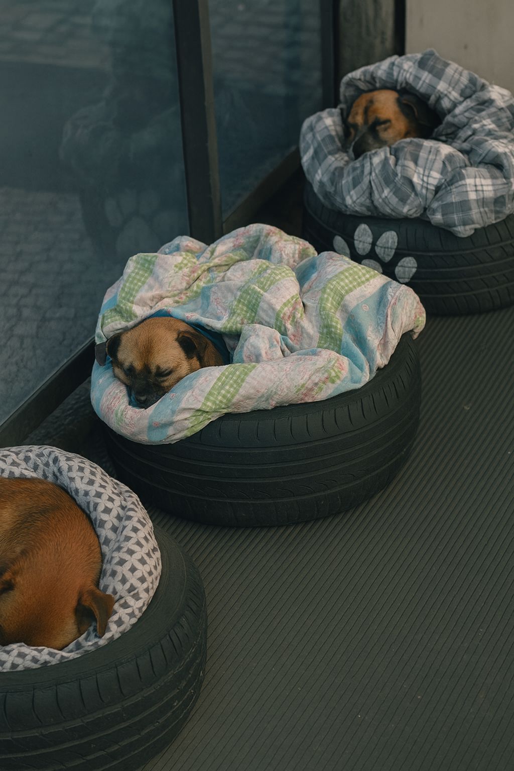 Una stazione degli autobus ha offerto riparo a cani randagi durante una notte gelida, trasformando vecchi pneumatici in lettini e dando origine a una mobilitazione solidale.