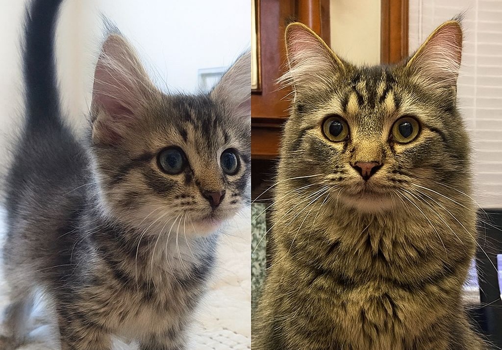 Un gatto scomparso da otto anni è stato ritrovato grazie al microchip: un rientro inatteso che ha riportato nella sua casa una speranza che non si era mai spenta.