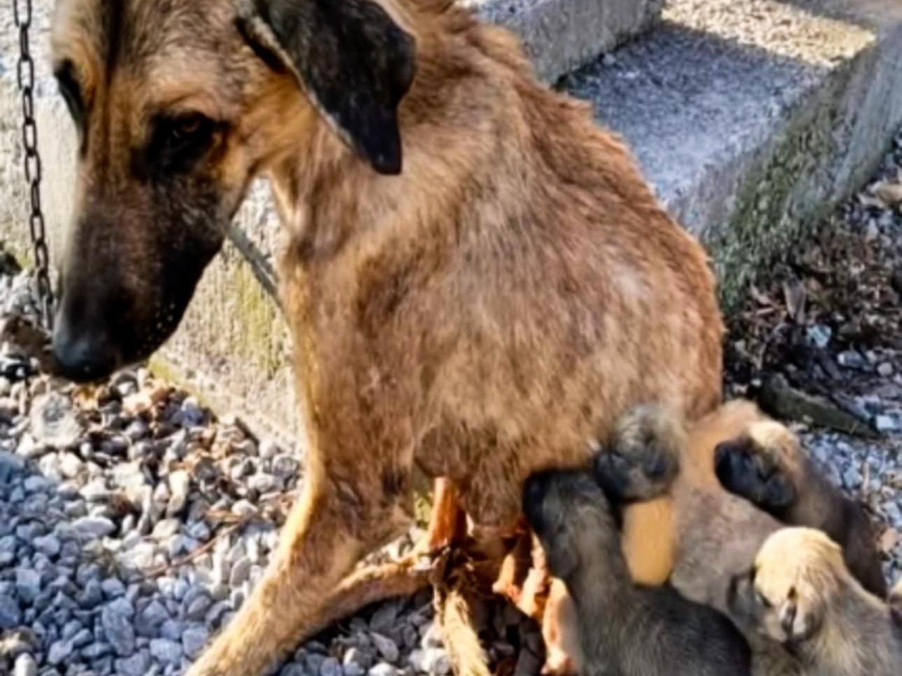 L’hanno trovata senza vita in un terreno abbandonato, ma stringeva ancora a sé i suoi cinque cuccioli, salvati dal suo ultimo, disperato atto d’amore.