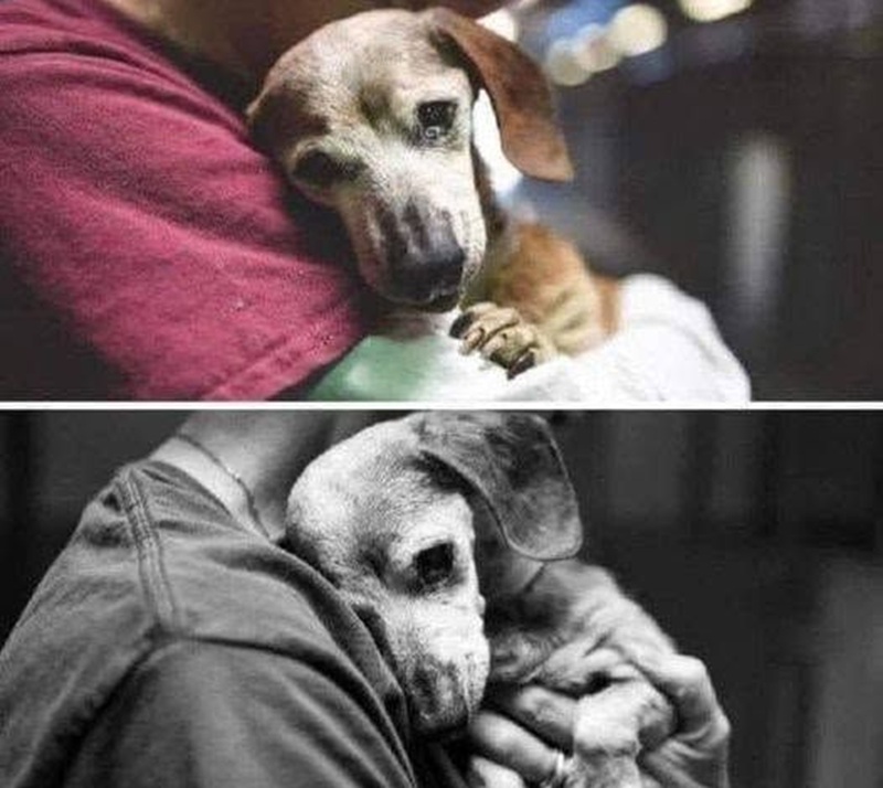 Portata via con un guinzaglio e pochi oggetti, lasciata al rifugio dopo una vita di amore: l’immagine scattata da John Hwang racconta un dolore che gli animali non sanno spiegare.