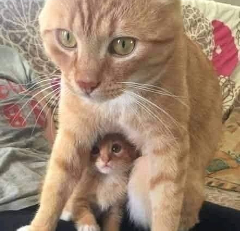 Ha partorito un solo gattino, eppure lo protegge come se fosse l’intero mondo: un legame così intenso dimostra quanto potente sappia essere l’amore materno negli animali.