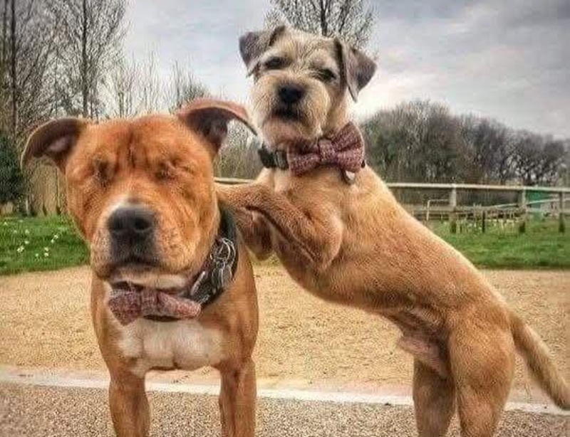 Un cane che ha perso la vista e un altro che diventa la sua guida quotidiana: una storia reale che mostra come il legame tra animali possa trasformarsi in supporto concreto.