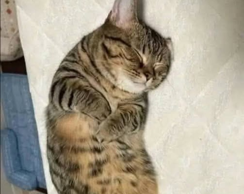 È arrivato dal rifugio dopo mesi di attesa e ora dorme sereno, affidando la sua vita a chi finalmente lo chiama famiglia: un inizio che scalda il cuore.