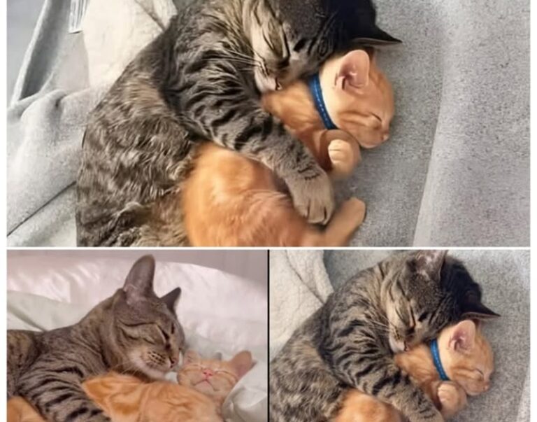 Milo, arrivato al rifugio senza più fiducia, ha trovato conforto grazie a Toby, il gatto che con una sola carezza gli ha insegnato di nuovo a sentirsi al sicuro.