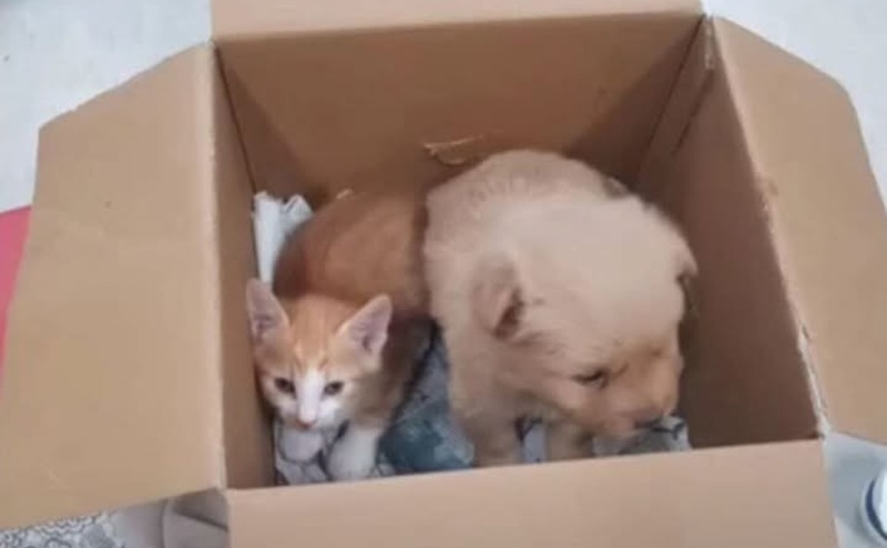 Chiusa in una scatola sigillata con un gattino e lasciata sotto il sole, Chestnut è stata salvata da passanti che l’hanno strappata a un destino crudele e accompagnata verso una nuova vita.