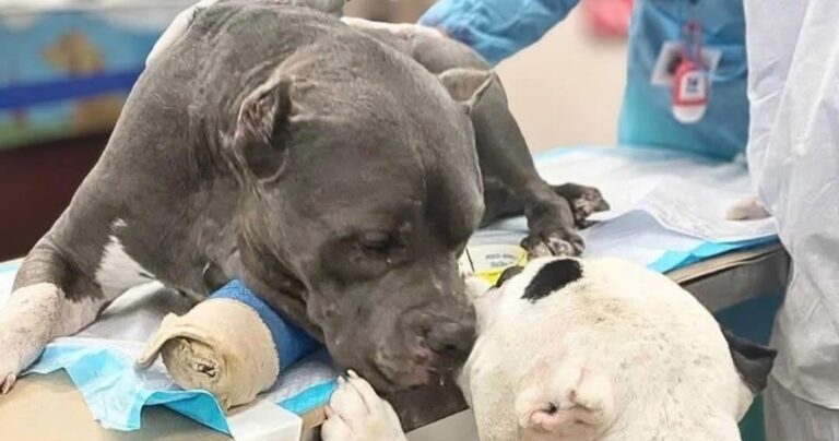 Dispersione sulle montagne del Colorado, una caduta fatale e due cani feriti che non abbandonano il loro proprietario: una storia di fedeltà che ha commosso una comunità intera.