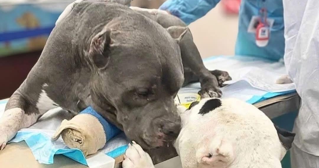 Dispersione sulle montagne del Colorado, una caduta fatale e due cani feriti che non abbandonano il loro proprietario: una storia di fedeltà che ha commosso una comunità intera.