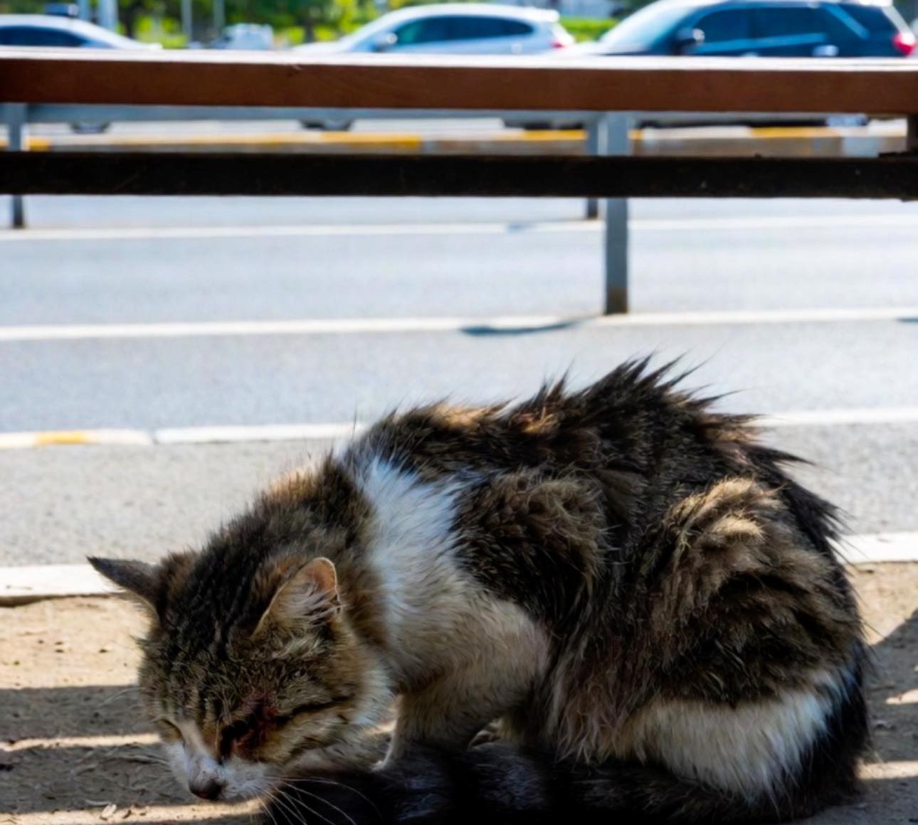 Era rannicchiato sul cemento, sanguinante e immobile, mentre le auto gli sfrecciavano accanto. Oggi Argo vive al sicuro, grazie a chi ha scelto di fermarsi.