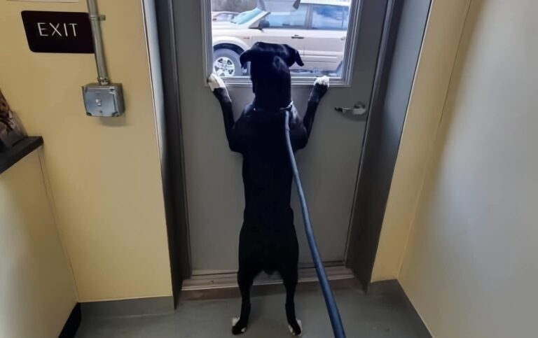 Lasciato da chi era tutta la sua vita, un cane rimane immobile al rifugio fissando l’ingresso, convinto che il suo umano tornerà a riprenderlo.