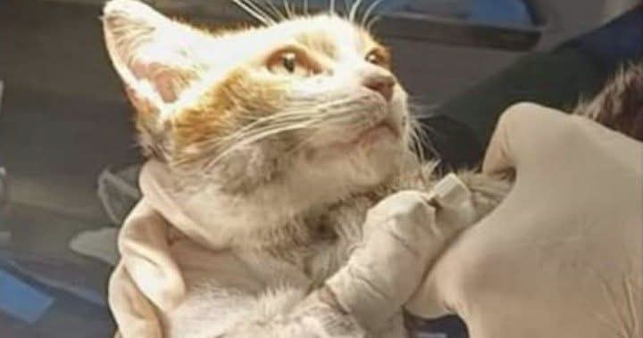 Due anni fa la storia di Leone commosse l’Italia: un gattino innocente diventato simbolo di una sofferenza che ancora oggi chiede attenzione e responsabilità.