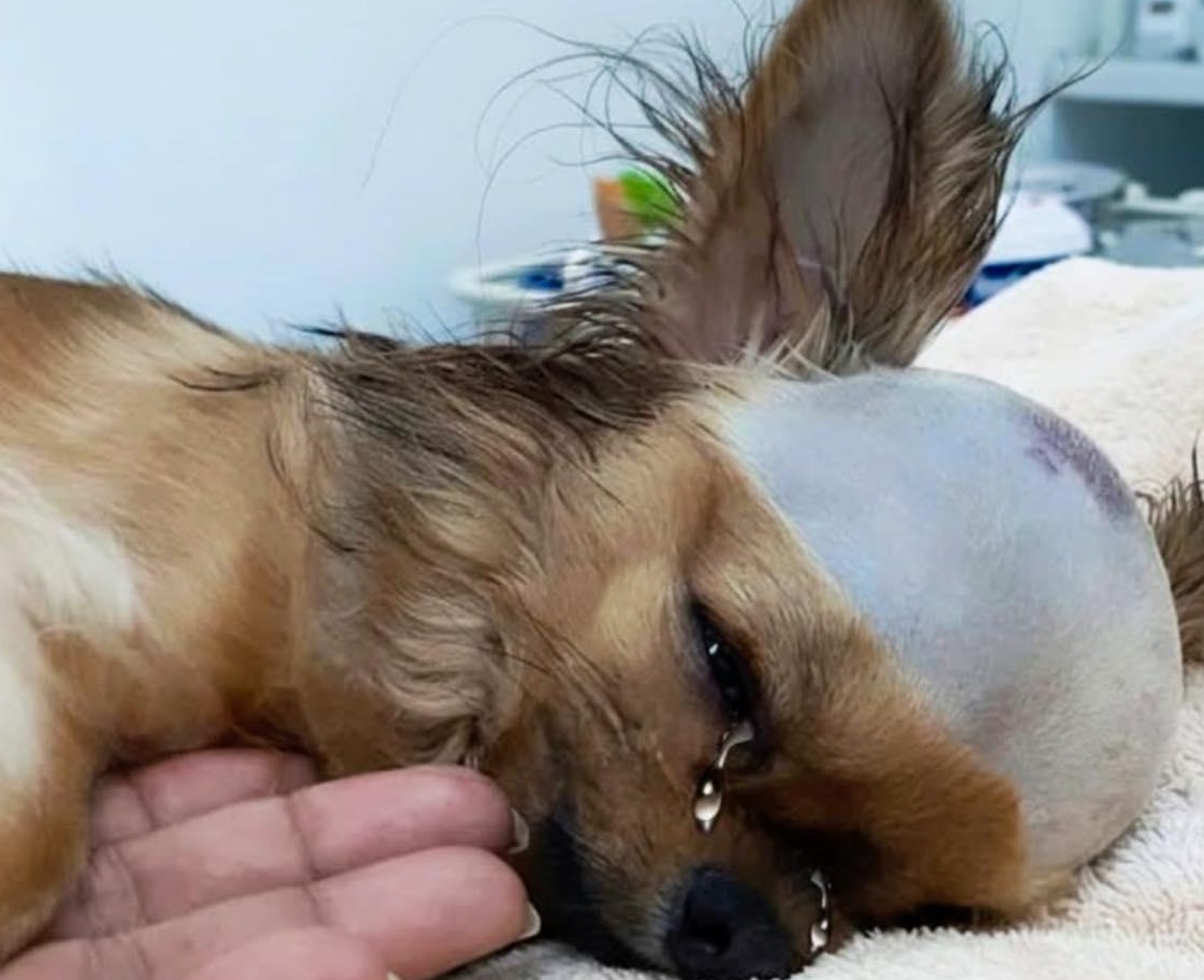 Trovato in condizioni gravissime durante l’estate, un cane sopravvive a ferite devastanti e oggi vive una nuova vita dopo un lungo percorso di cure e recupero.