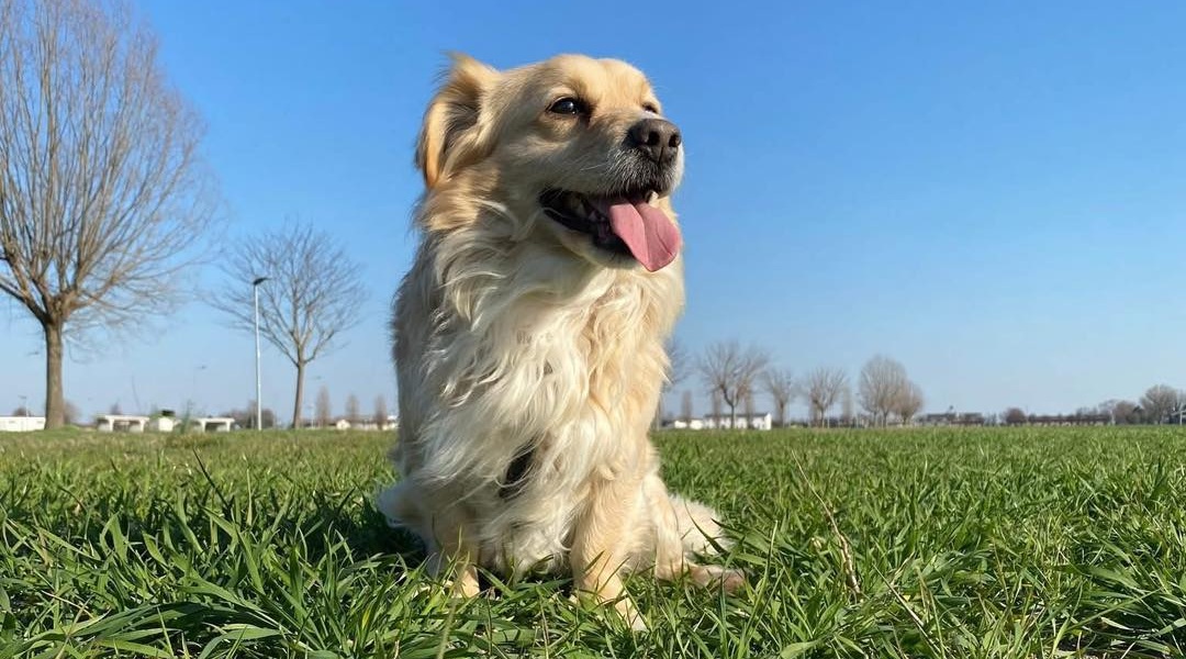 La scomparsa di Leo, adottato nel 2017, ha lasciato un vuoto profondo: la pancreatite lo ha portato via troppo presto, ma il suo amore continua a vivere nei ricordi.