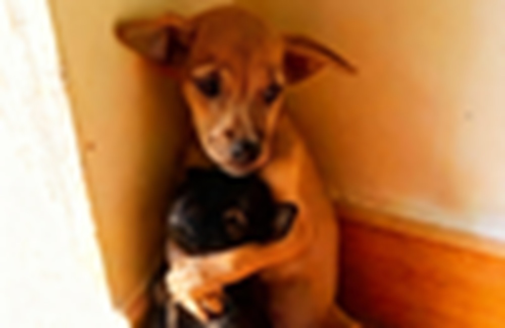 Un cucciolo spaventato e una cagna anziana instaurano un legame profondo all’interno di un rifugio, dimostrando come la vicinanza reciproca possa diventare una forma di salvezza.