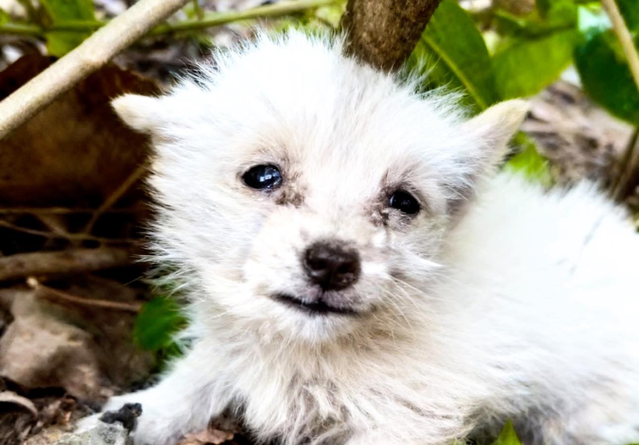 Un guaito tra i cespugli interrompe un picnic solitario: una piccola cagnolina affamata si affida a uno sconosciuto che decide di cambiarle la vita.