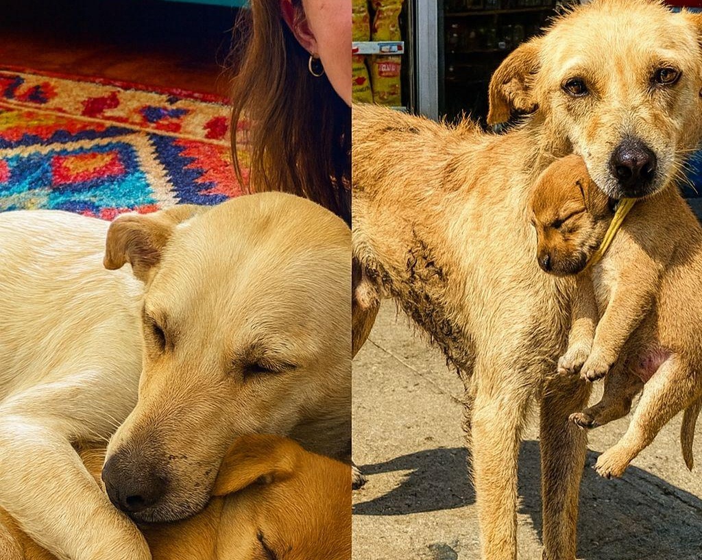 Bagnata, denutrita e sola, una cagna randagia torna il giorno dopo con il suo cucciolo in bocca e affida il suo destino a uno sconosciuto.