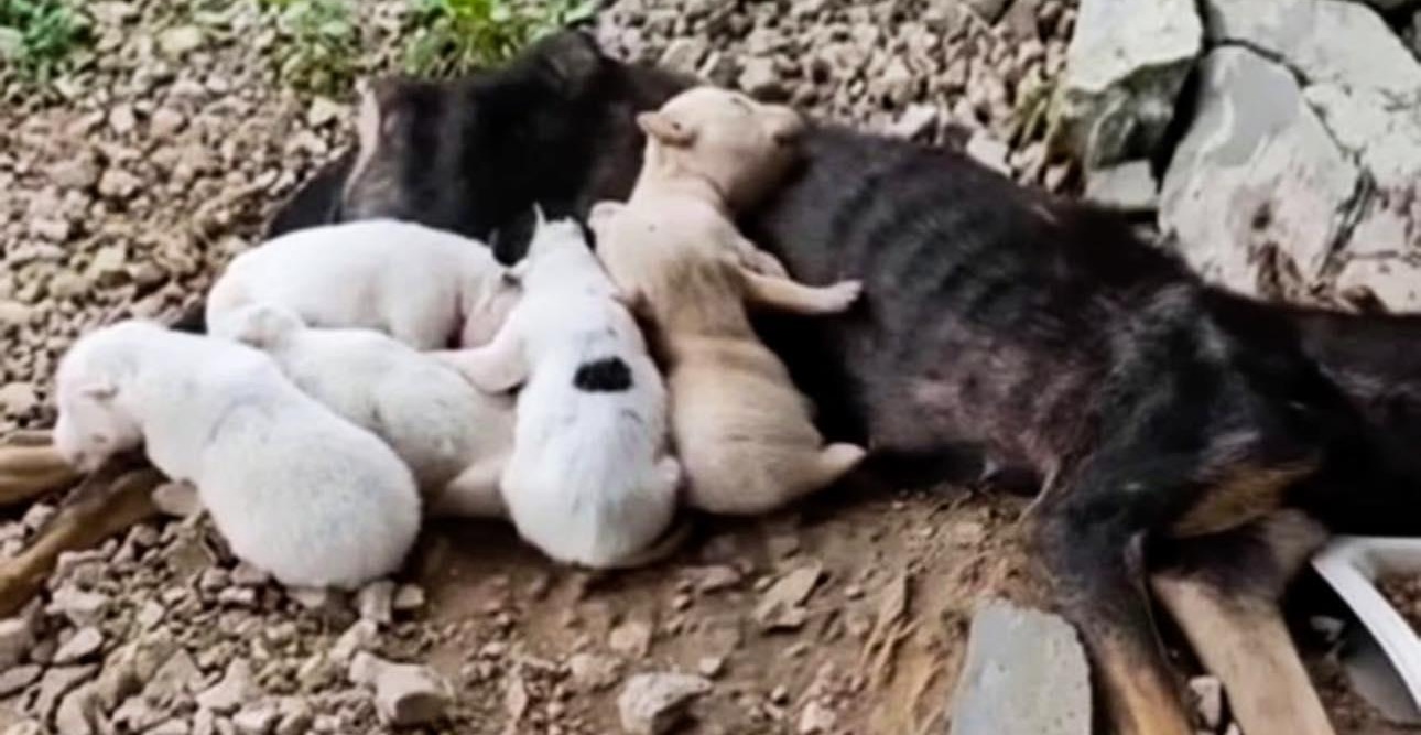 Trovata in un terreno abbandonato con una grave lesione alla colonna vertebrale, Sakura protegge i suoi sei cuccioli appena nati e, contro ogni previsione clinica, torna a camminare.
