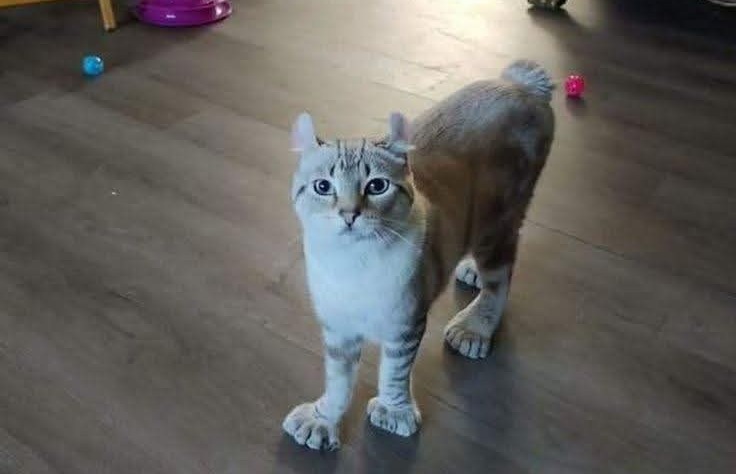 Scartato da molti per il suo aspetto fuori dagli schemi, un gatto trova finalmente qualcuno capace di vedere oltre le apparenze e sceglierlo davvero.