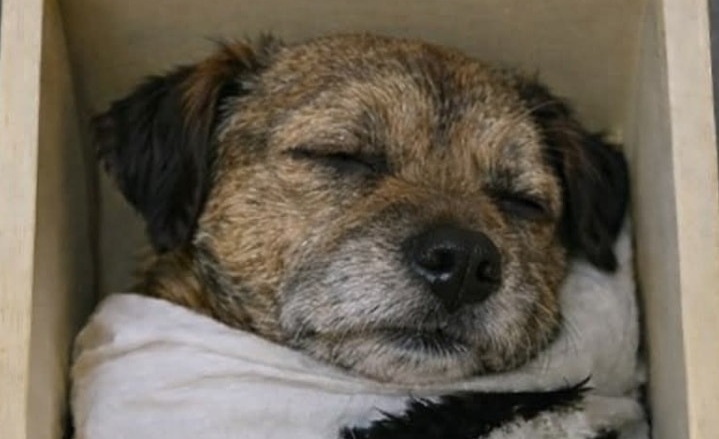 La scomparsa di un cane interrompe la quotidianità domestica e lascia un vuoto che va oltre l’assenza fisica, raccontando il valore di un legame costruito nel tempo.