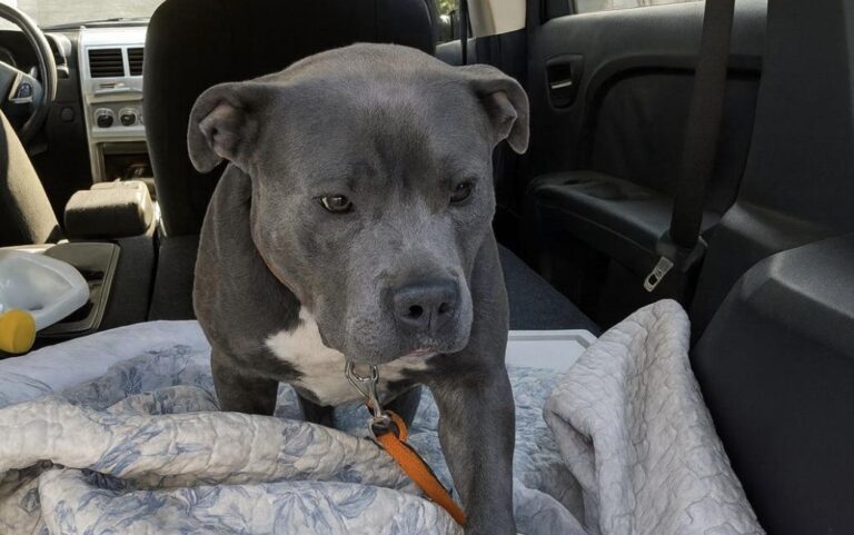 Un cane rimasto solo dopo un tragico incidente viaggia senza certezze, dorme in luoghi provvisori e continua ad aspettare chi non tornerà più, cercando una nuova possibilità.