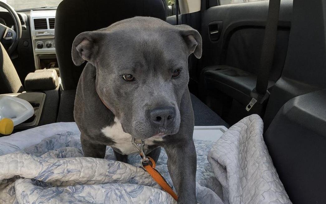 Un cane rimasto solo dopo un tragico incidente viaggia senza certezze, dorme in luoghi provvisori e continua ad aspettare chi non tornerà più, cercando una nuova possibilità.