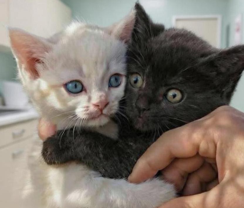 Entrata per un’adozione sola, una donna cambia idea davanti a due fratellini identici che rifiutano di separarsi, trasformando una scelta in una famiglia.