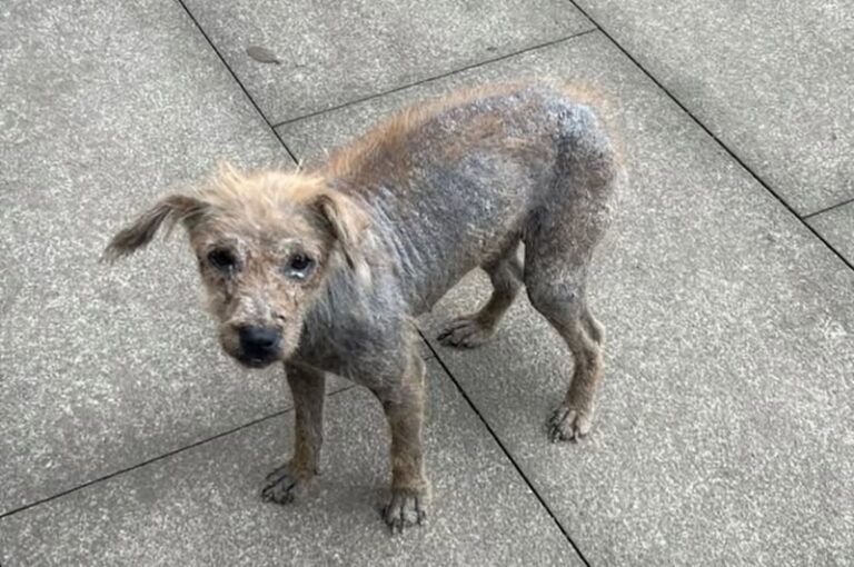 Randagio, malato e ignorato per mesi, un piccolo cane di strada trova finalmente aiuto in una notte d’inverno, quando qualcuno decide di fermarsi e guardarlo davvero.