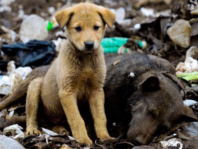 Accanto al corpo senza vita della madre, un cucciolo resta immobile tra i rifiuti finché alcune persone lo notano e lo strappano a una fine certa.