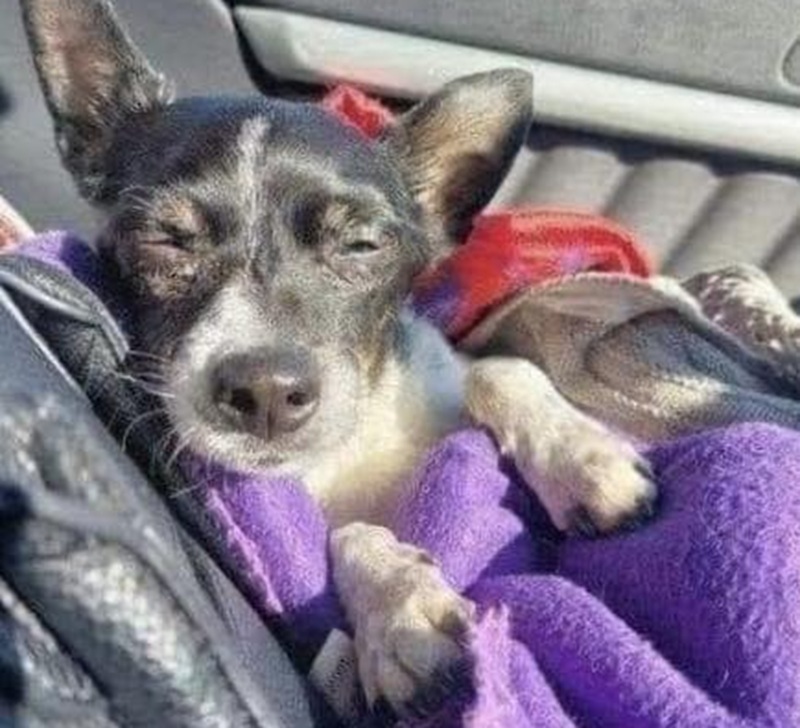 Lillo ha affrontato l’ultimo viaggio con dignità e silenzio, addormentandosi tra le mani della sua famiglia, dopo una vita fatta di fiducia, amore e piccoli gesti quotidiani.