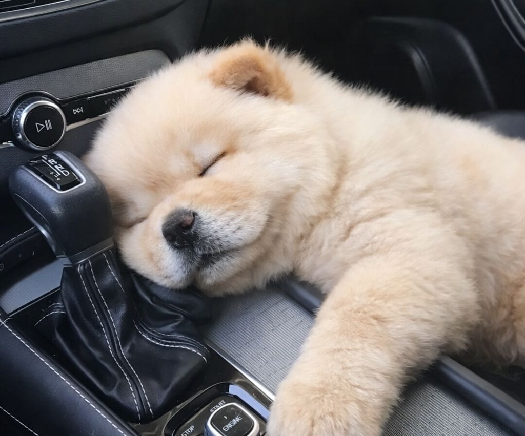 Un cane appena accolto si addormenta in auto, fidandosi per la prima volta. Un gesto semplice racconta la fine della paura e l’inizio di una nuova vita condivisa.