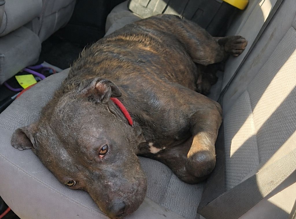 Un cucciolo viene trovato vivo ma in condizioni critiche lungo una strada di campagna. È in trasferimento verso una struttura veterinaria pronta a intervenire immediatamente.