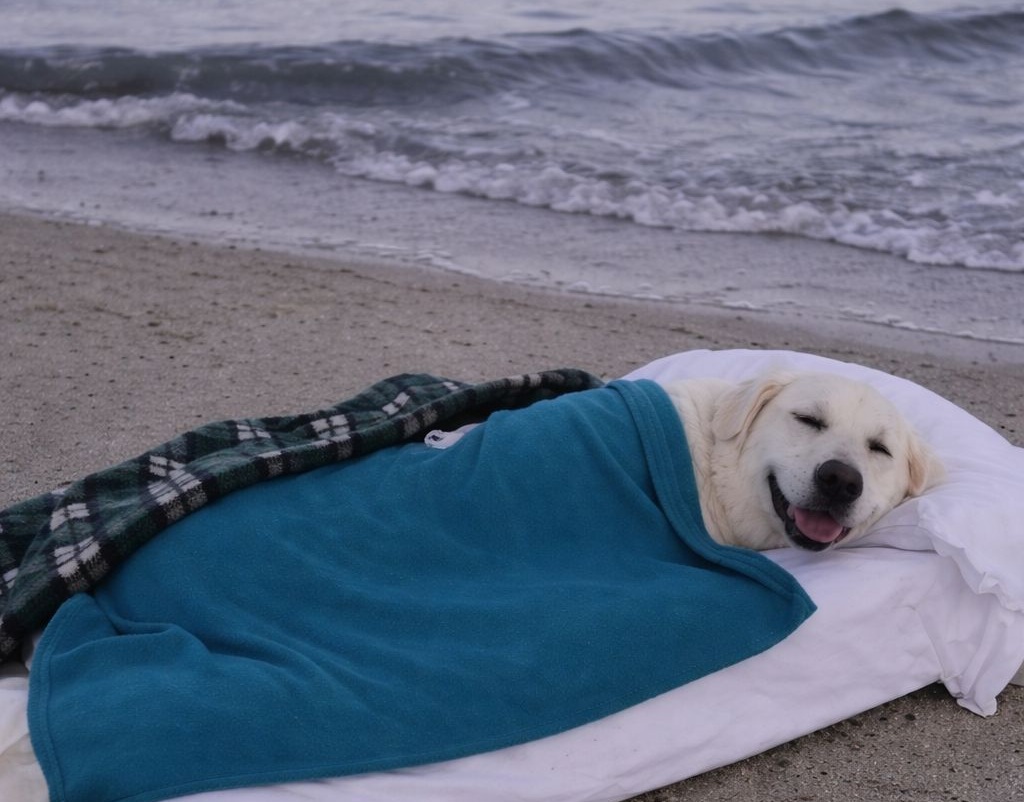Torna sulla spiaggia dove era stato salvato e lì riceve l’ultimo saluto, nel luogo che aveva segnato l’inizio della sua vita Un cane gravemente malato viene accompagnato sulla spiaggia dove era stato trovato anni prima. L’addio avviene nello stesso luogo che aveva segnato l’inizio della sua rinascita. Il ritrovamento sotto il molo e una nuova vita Anni prima, il cane era stato trovato solo e tremante sotto un molo, su una spiaggia che allora rappresentava solo freddo e paura. L’intervento immediato di una persona aveva cambiato il suo destino, portandolo via da quella condizione e offrendogli una casa. Da quel momento, quel tratto di sabbia aveva assunto un significato diverso: non più solo un luogo fisico, ma il punto di partenza di una relazione basata sulla fiducia e sulla condivisione quotidiana. Un luogo che accompagna il tempo Nel corso degli anni, la spiaggia è rimasta una presenza costante. Le visite si sono ripetute, scandite da passeggiate lente al tramonto, momenti di quiete e rituali semplici. Il cane correva verso le onde senza mai comprenderle fino in fondo, mentre il tempo trascorreva in modo naturale. In quel contesto, la quotidianità appariva essenziale, fatta di silenzi condivisi e di una vicinanza che non richiedeva spiegazioni. L’addio nello stesso punto dell’inizio Con l’arrivo della malattia, divenne evidente che il tempo a disposizione stava per esaurirsi. La decisione è stata quella di non affrontare l’ultimo momento in un ambiente estraneo, ma di tornare sulla spiaggia dove tutto era cominciato. Una coperta è stata stesa sulla sabbia, mentre il mare si avvicinava lentamente. Il cane si è rilassato sotto le carezze e ha chiuso gli occhi in un clima di quiete. L’ultima immagine non è segnata dal dolore, ma dalla pace di un addio avvenuto nel luogo amato, accanto a chi lo aveva scelto e accompagnato per tutta la vita.