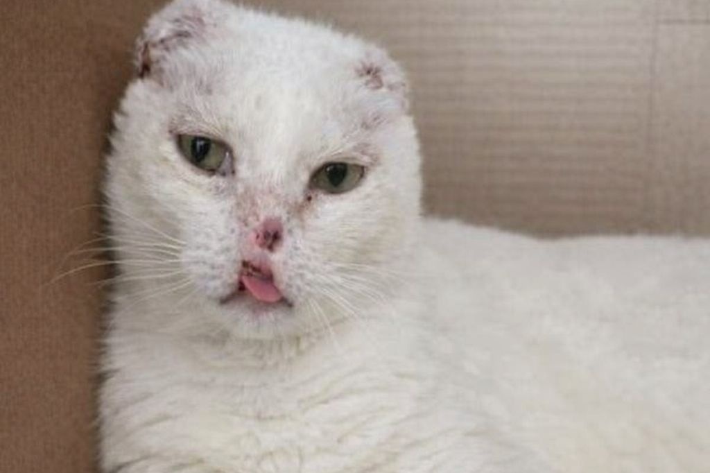 Milo, gattino sopravvissuto al cancro e segnato dalla malattia, resta a lungo ignorato in rifugio. L’adozione cambia il suo destino e rivela un carattere dolce.