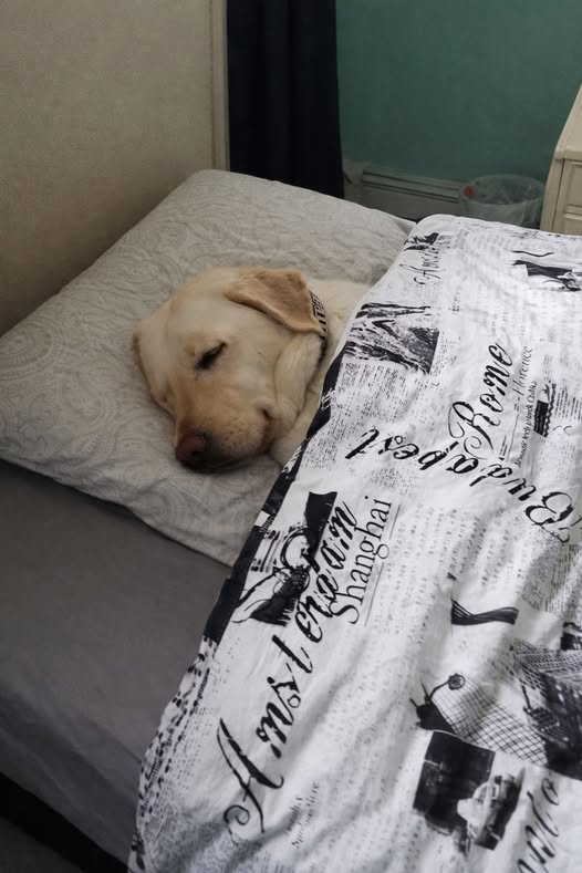 Dopo un lungo periodo segnato da paura e precarietà, un cane trova finalmente una casa. La sua prima notte al caldo segna l’inizio di una nuova vita fatta di sicurezza.