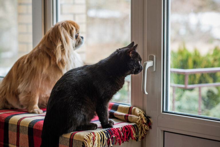 Dopo una separazione improvvisa, due animali restano in attesa e cambiano riferimento. Nel vuoto lasciato da un’assenza, nasce un legame inatteso fatto di vicinanza quotidiana.