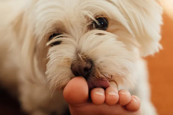 Quel gesto che sembra una carezza nasconde un linguaggio profondo: il cane ti legge, ti riconosce e cerca di prendersi cura di te anche quando stai male.