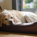 Per settimane lascia doni senza chiedere nulla, poi Buddy ritrova l’uomo che lo cercava