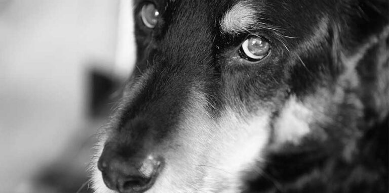 Legato a un rifugio nel Kent, un labrador di 15 anni viene lasciato con un messaggio struggente. La storia commuove e si conclude con una nuova adozione.
