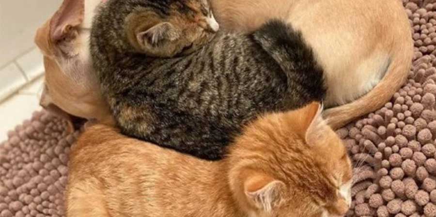 A New York, la cagnolina Kona, 7 anni, accoglie e accudisce gattini rimasti orfani, riuscendo dove gli umani avevano fallito e conquistando la loro fiducia.