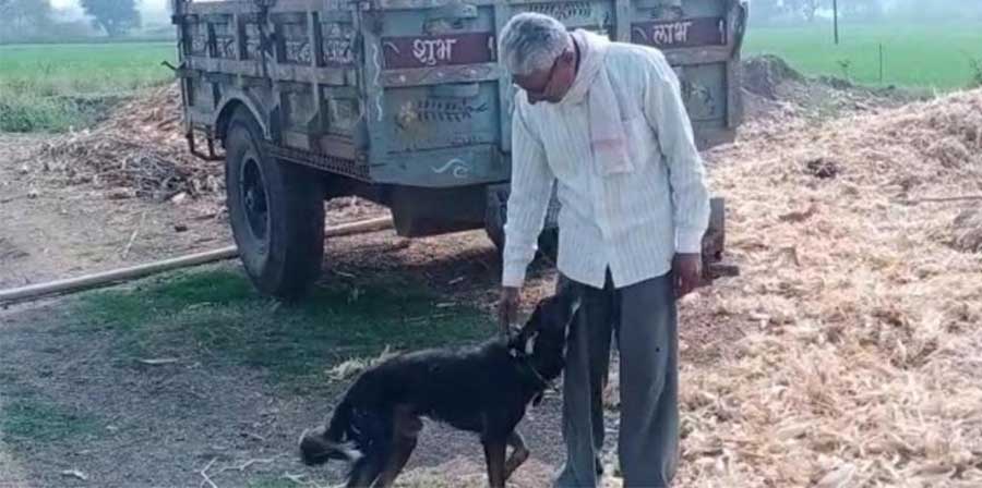 Nel Madhya Pradesh, Om Narayan Verma decide di escludere i figli dal testamento e di lasciare i suoi terreni alla moglie Champa e al cane Jacky, dopo una profonda delusione familiare.