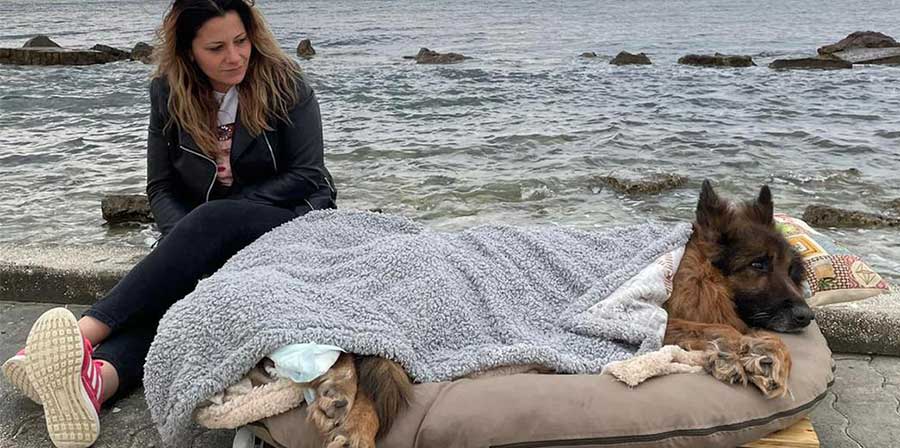 Abbandonato paralizzato e salvato dai volontari a Bitonto, Heart ha vissuto l’ultimo anno circondato da cure e affetto, fino all’ultimo viaggio prima dell’addio.