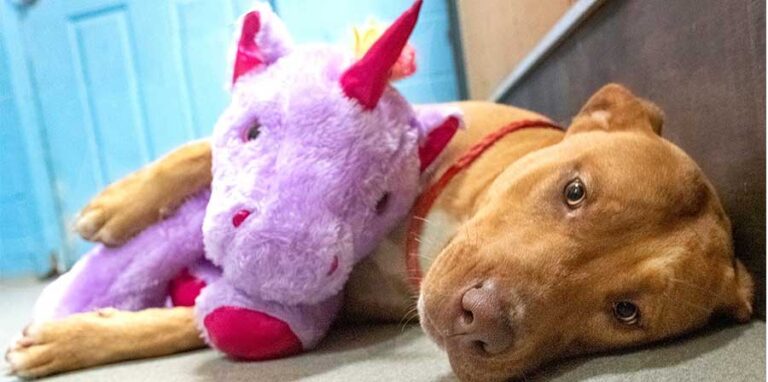 Un cane randagio irrompeva ogni giorno tra i giocattoli per cercare sempre lo stesso peluche. La sua ostinazione ha commosso dipendenti e soccorritori.