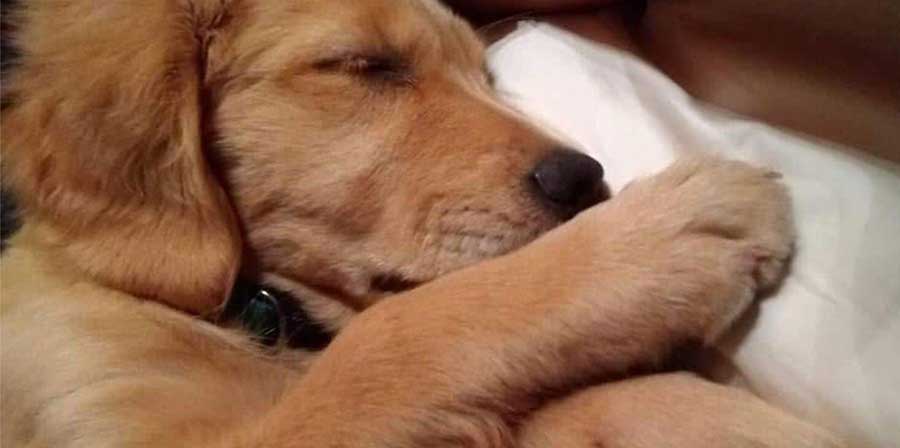 Scomparso per una notte intera, è stato ritrovato grazie al fiuto della madre. Per liberarlo sono serviti cinque pompieri e un lungo intervento nei boschi.