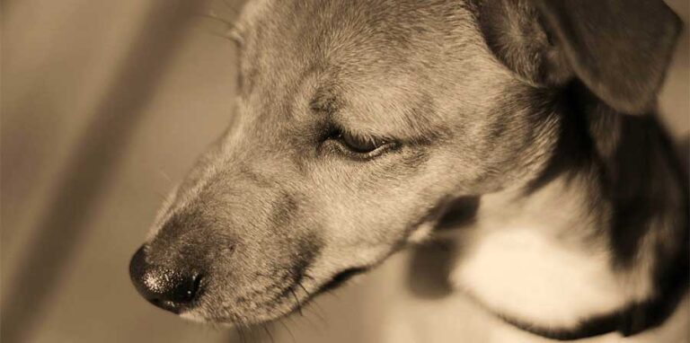 A Magione, in provincia di Perugia, un cane resta accanto al proprietario svenuto in giardino per ore, proteggendolo fino all’arrivo dei soccorsi.