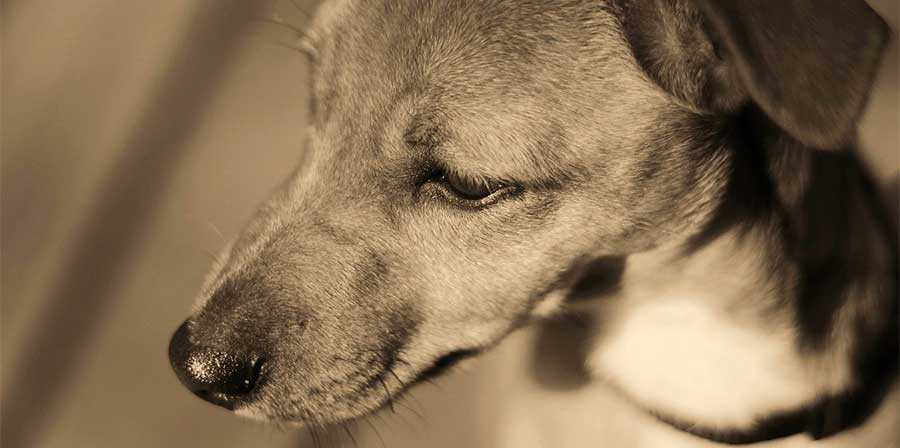 A Magione, in provincia di Perugia, un cane resta accanto al proprietario svenuto in giardino per ore, proteggendolo fino all’arrivo dei soccorsi.