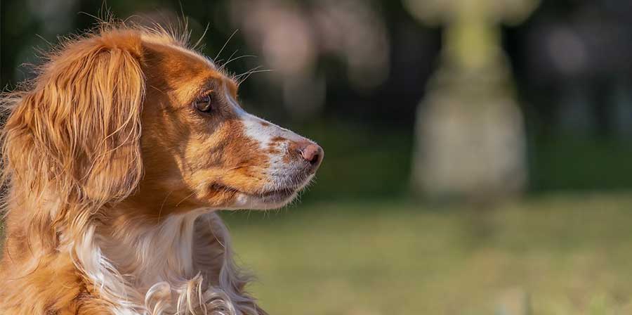Tuto, rimasto senza il suo umano dopo 13 anni insieme, scappa dalla nuova famiglia per aspettarlo ancora nel luogo in cui non tornerà più.