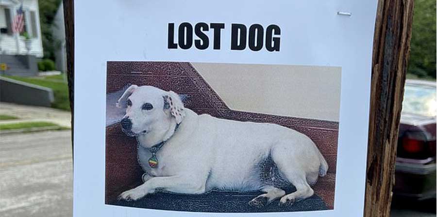 Il cane Gertie, sparito nel nulla, è stato ritrovato vivo dopo cinque giorni incastrato tra due muri: salvato dai vigili del fuoco con un intervento estremo.