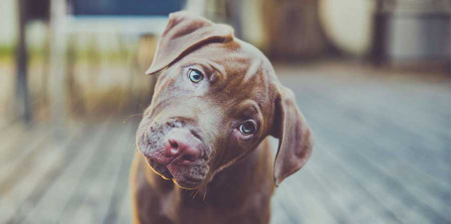 Una ricerca dell’Università di Vienna mostra che i cani distinguono la bugia intenzionale e ignorano chi ritengono non sincero.