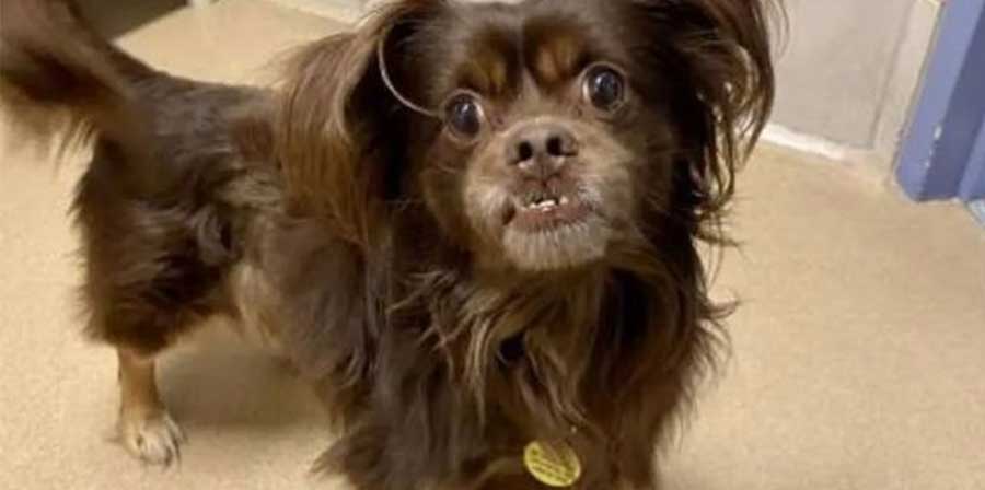 Un servizio televisivo della Wisconsin Humane Society permette a una famiglia di ritrovare il proprio cane scomparso da due anni.