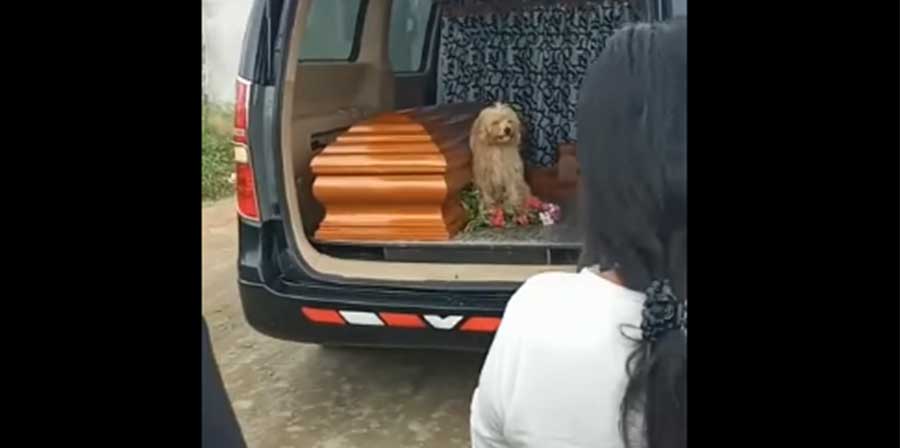 Il cagnolino Bumer resta accanto alla bara della sua proprietaria Maria Isabel Benites Chamba, 95 anni, e segue il corteo funebre fino al cimitero.