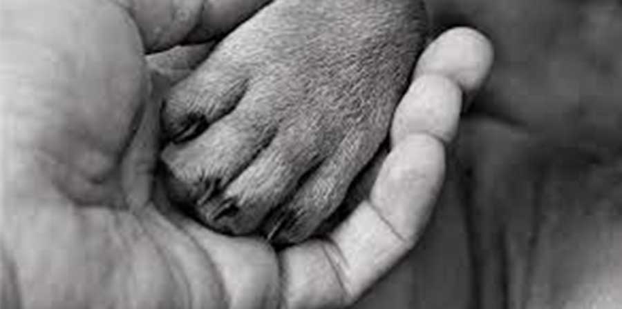 Dopo due anni separati a causa della demenza di Lawrence Knight, 74 anni, e del trasferimento del cane Millie in un rifugio, l’uomo e la sua Labrador possono finalmente vivere di nuovo insieme in una casa di cura sul mare.